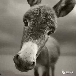 阿宇背后爆料二驴视频,阿宇独家爆料视频曝光  第3张